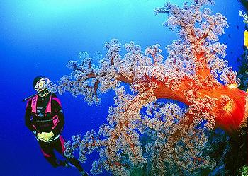 Кораловые рифы Австралия